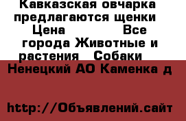 Кавказская овчарка -предлагаются щенки › Цена ­ 20 000 - Все города Животные и растения » Собаки   . Ненецкий АО,Каменка д.